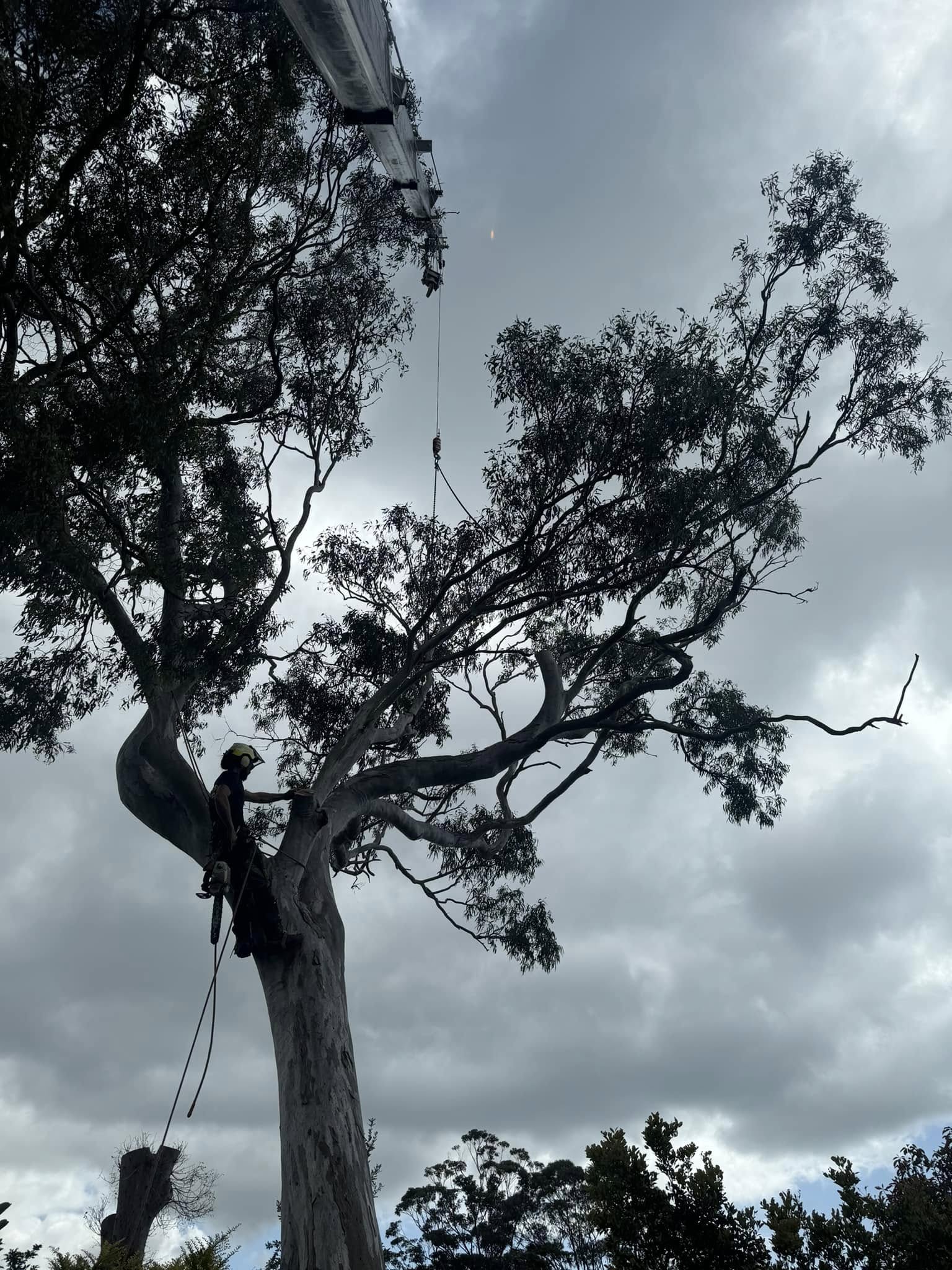 Crane-assisted tree removal being carried out with full rigging support