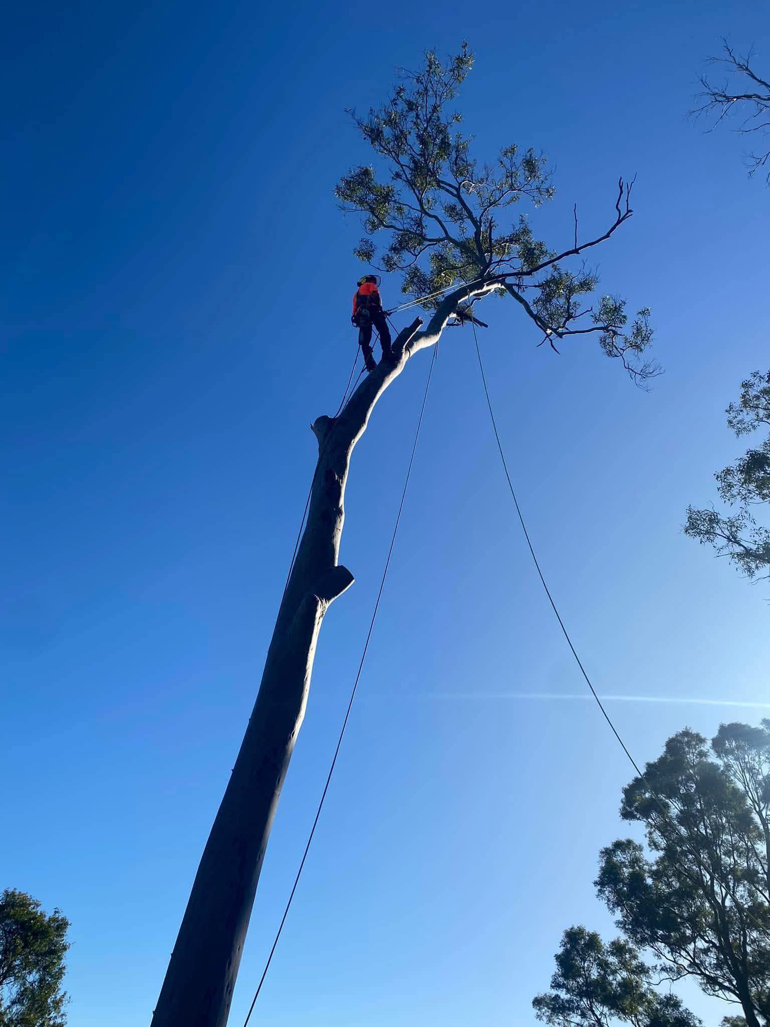 Arborist secured on ropes carrying out precision pruning at height in a tall eucalypt