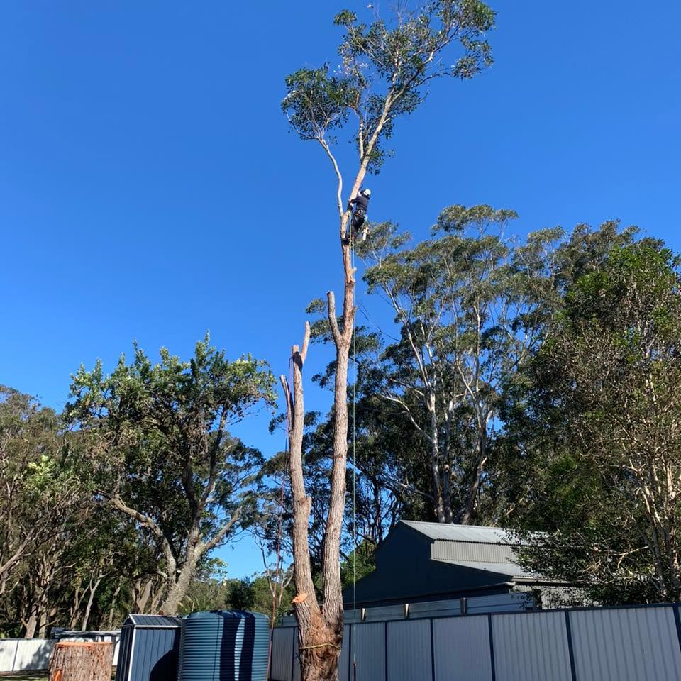 Arborist climbing high in a large, partially removed eucalypt against a clear sky