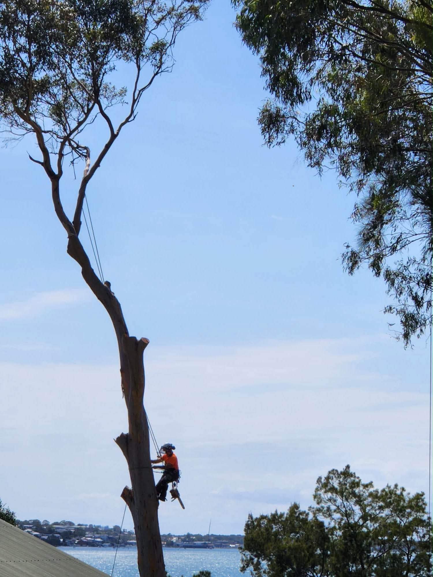 An arborist working high in the canopy of a mature gum tree overlooking the water